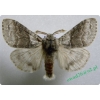 Calliteara pudibunda (Linnaeus, 1758) male